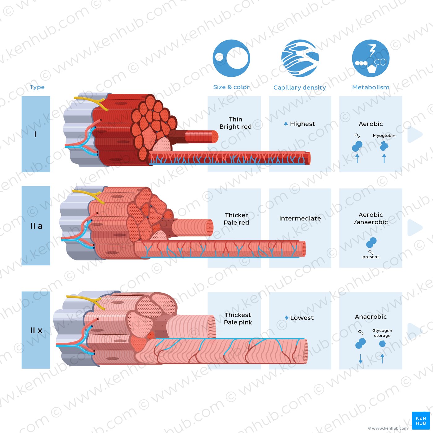 <p>fibers that promote tension are often short (parallel myofibrils) and angled relative to the tendon (high), and contain slow/intermediate fibers and low amounts of myosin ATPase. They maximize the number of actin-myosin cross-bridges. — Type 2</p>