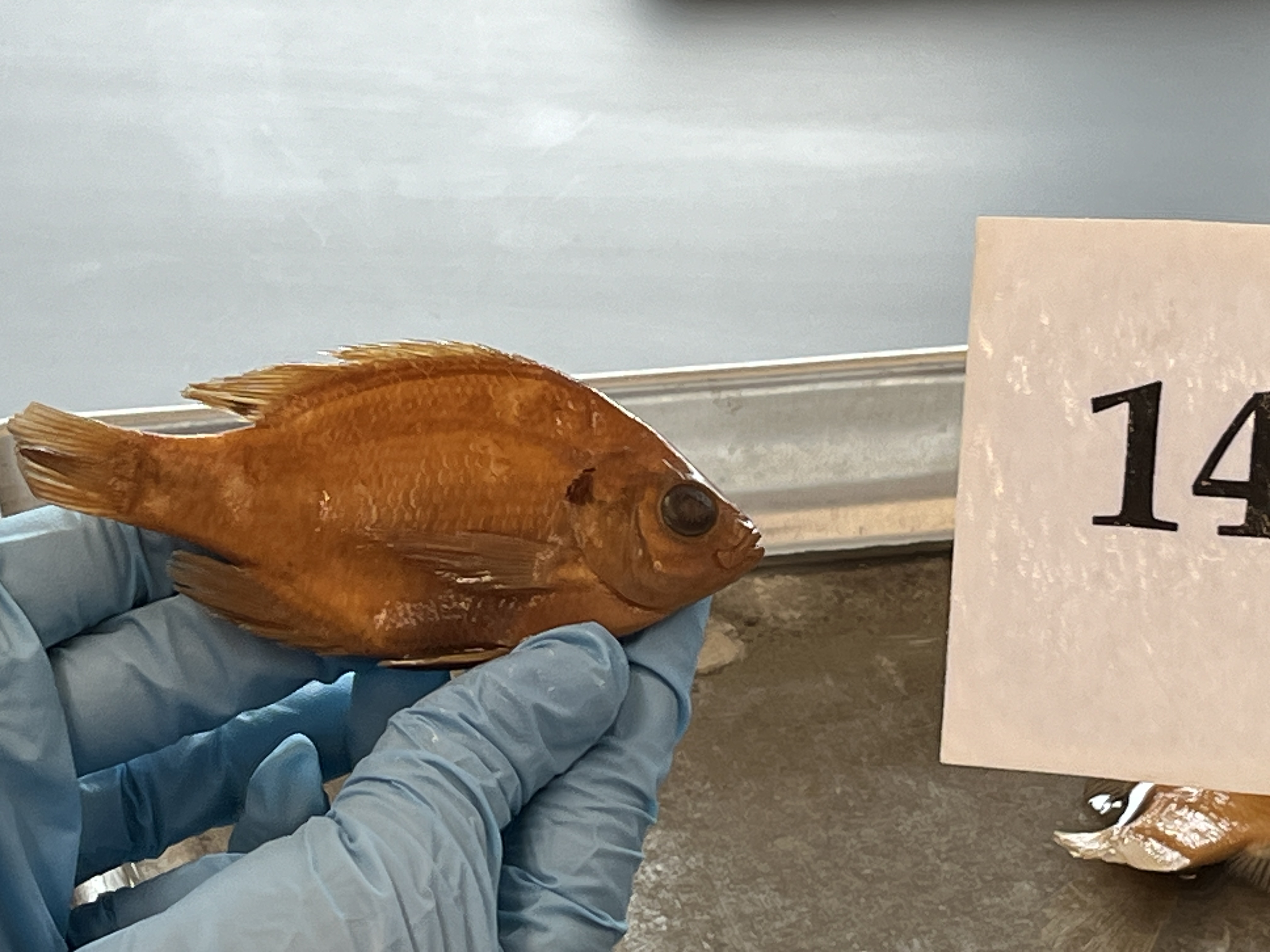 <p>Bluegill</p>