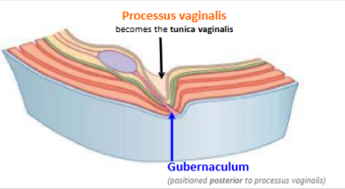 <p>The serous sheath (friction free membrane -like covering) of the testis and epididymis</p>