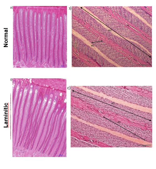 <p>Laminitis histopathology</p>