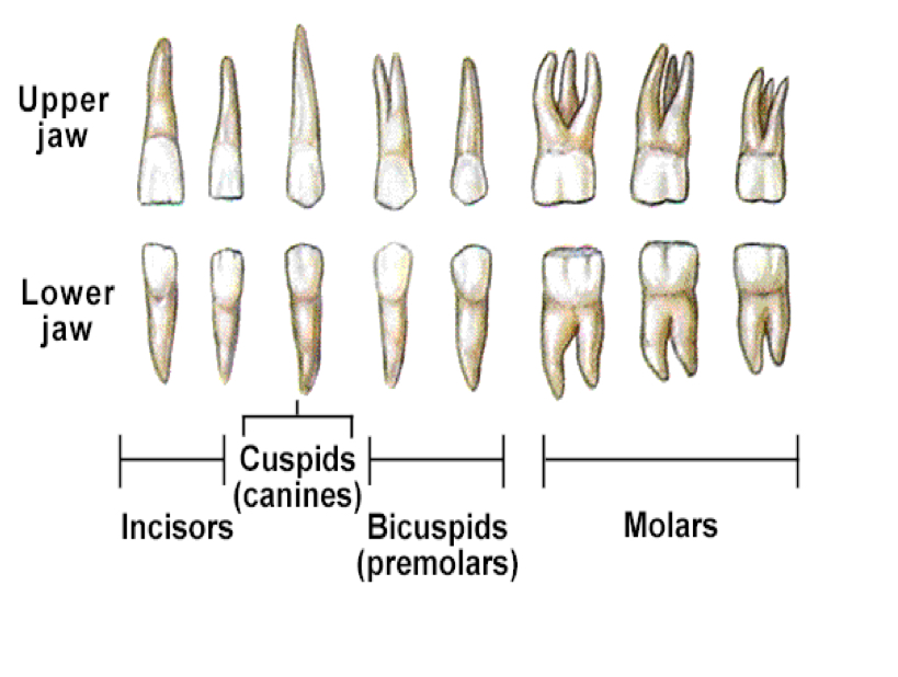 <p>Incisors (biting), Canines (tearing), Premolars &amp; Molars (crushing and grinding).</p>
