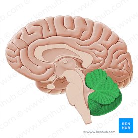 region of the adult brain connected primarily to the pons that developed from the metencephalon (along with the pons) and is largely responsible for comparing information from the cerebrum with sensory feedback from the periphery through the spinal cord