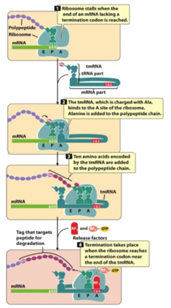 <p>Mechanism to rescue ribosomes that reached the end of mRNA without a stop codon</p><p>release factors work only at a termination codon</p><p>requires transfer-messenger RNA (tmRNA)</p><p>ribosome shifts from translating the mRNA to translating the tmRNA</p><p>EF-Tu deliver tmRNA to stalled ribosomes without any codon-anticodon matching</p><p>encode a tag sequence of 10 aa that is recognized by ClpXP protease to degrade de polypeptide</p>