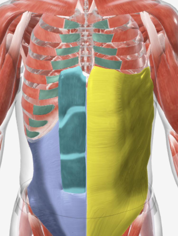 <p>What are these muscles (+the one under the yellow not pictured)? What do they do (only specific answer for muscle pictured in green)?</p>