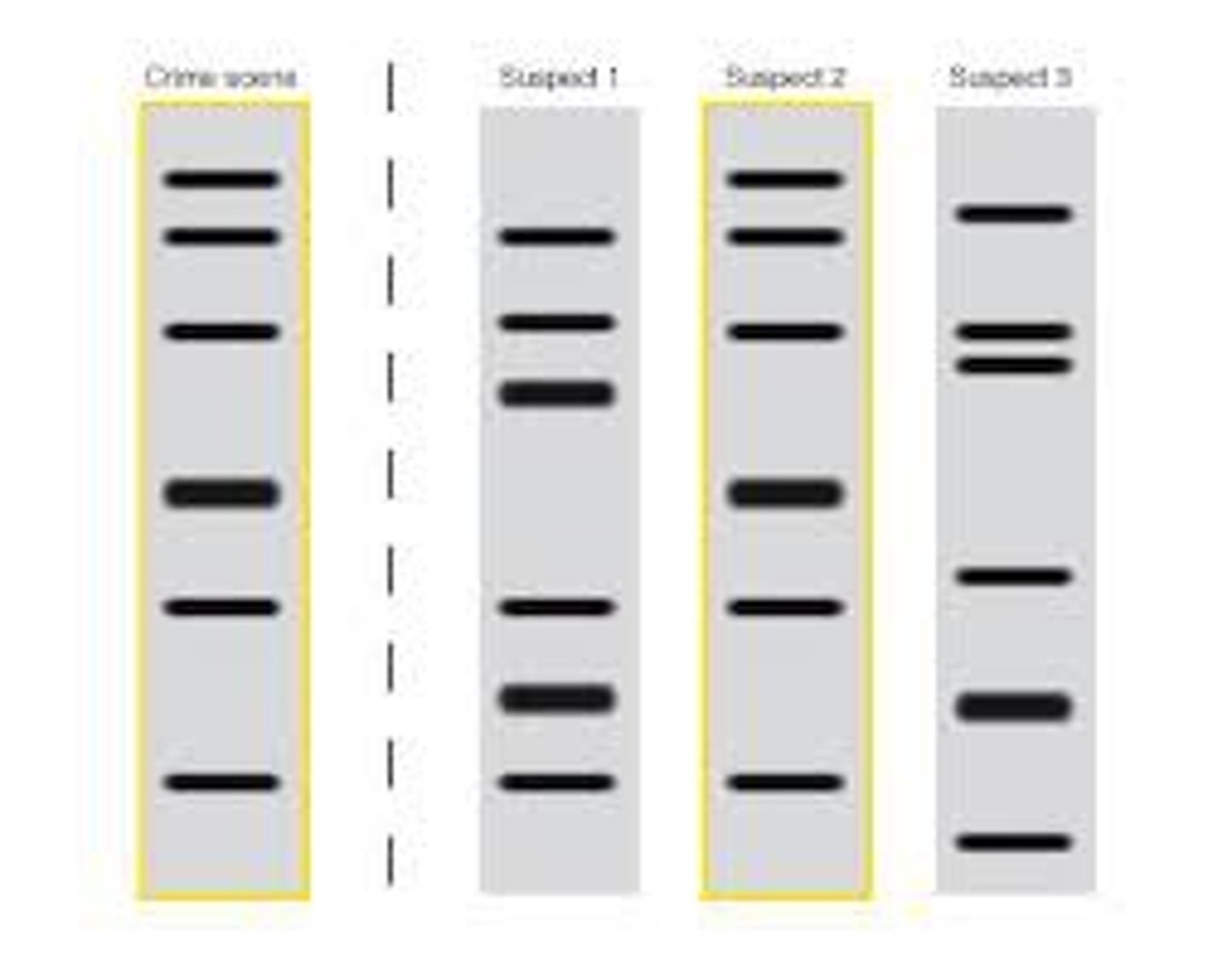 <p>DNA isolated from blood, hair, skin cells or other genetic evidence left at the scene of a crime can be compared</p><p>Use DNA fingerprints to link suspects to biological evidence - blood or semen stains, hair, or items of clothing</p>