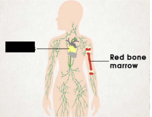 <ul><li><p><span>Bi-lobed organ with lumpy surface</span></p></li><li><p><span>Between sternum and upper part of heart</span></p></li><li><p><span>T cells that are produced in bone marrow are developed into mature T cells in thymus</span></p><ul><li><p><span>Immature T cells populate outer cortex (densely packed) and move to inner medulla to mature</span></p><ul><li><p><span>In medulla there are Hassall’s corpuscles, formed by flattened epithelial cells</span></p></li></ul></li><li><p><span>Mature T cells continue to travel via blood to other lymphatic organs</span></p></li></ul></li><li><p><span>Active in youth and degenerates slowly after puberty</span></p><ul><li><p><span>Fat accumulates inside and turns yellow at old age</span></p></li></ul></li></ul><p></p>