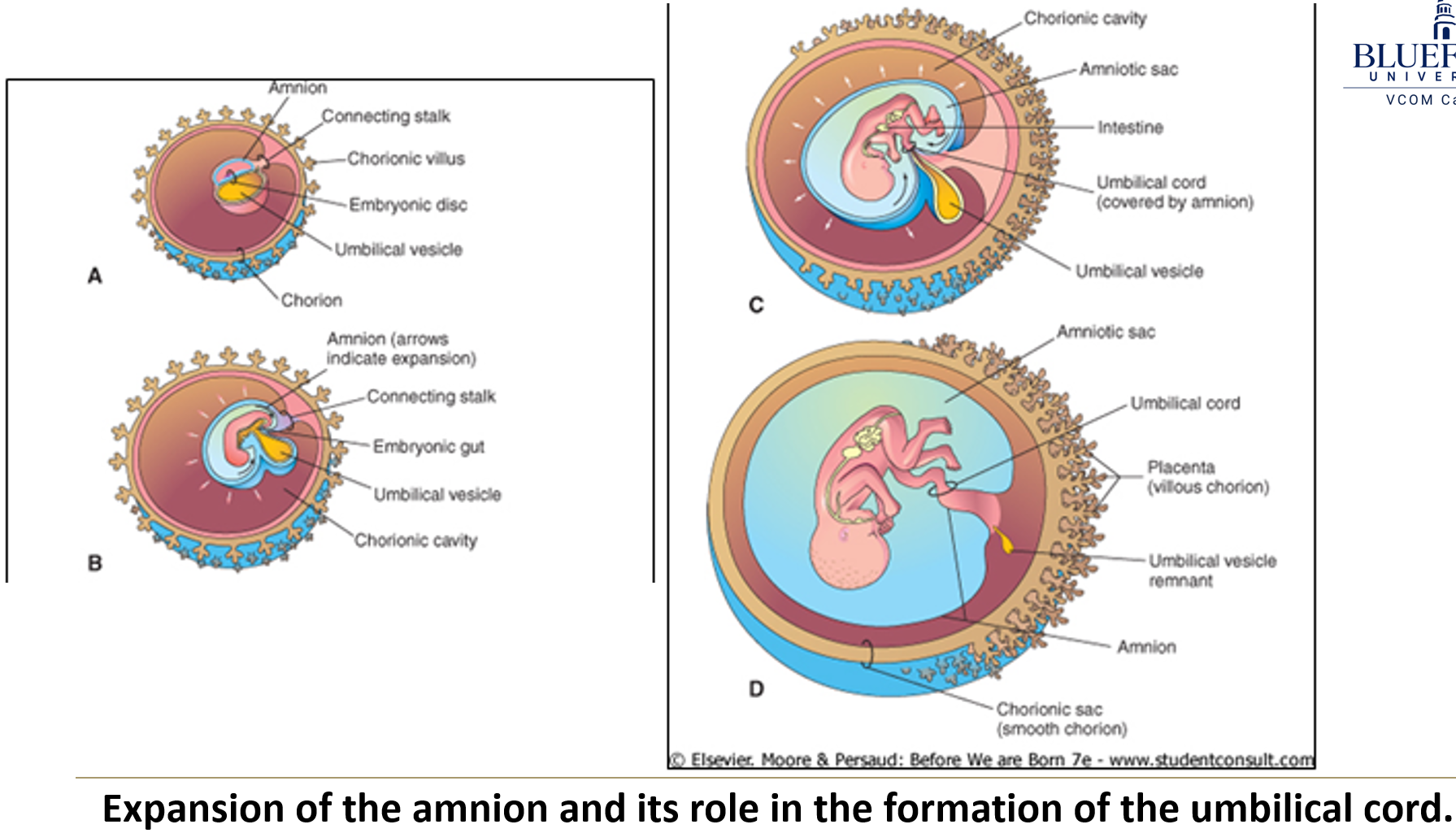 <ol><li><p>It <strong>obliterates the yolk sac</strong> and <strong>chorionic cavity</strong>, forming the <strong>amniochorionic membrane</strong>.</p></li><li><p>The <strong>amniotic membrane</strong> also provides the <strong>outer epithelial covering</strong> of the <strong>umbilical cord</strong>.</p></li><li><p>This compression <strong>obliterates the vitelline duct</strong> and associated vessels.</p></li></ol><p></p>