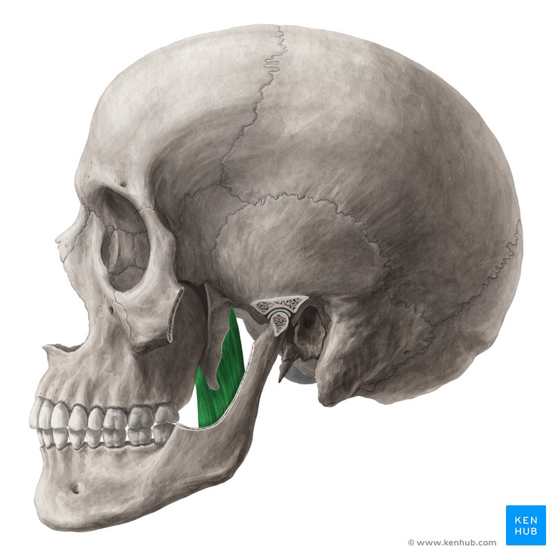 <p>pushes mandible anteriorly and <strong>elevates mandible</strong></p>