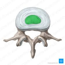 <p>name this bone or bone marking</p>