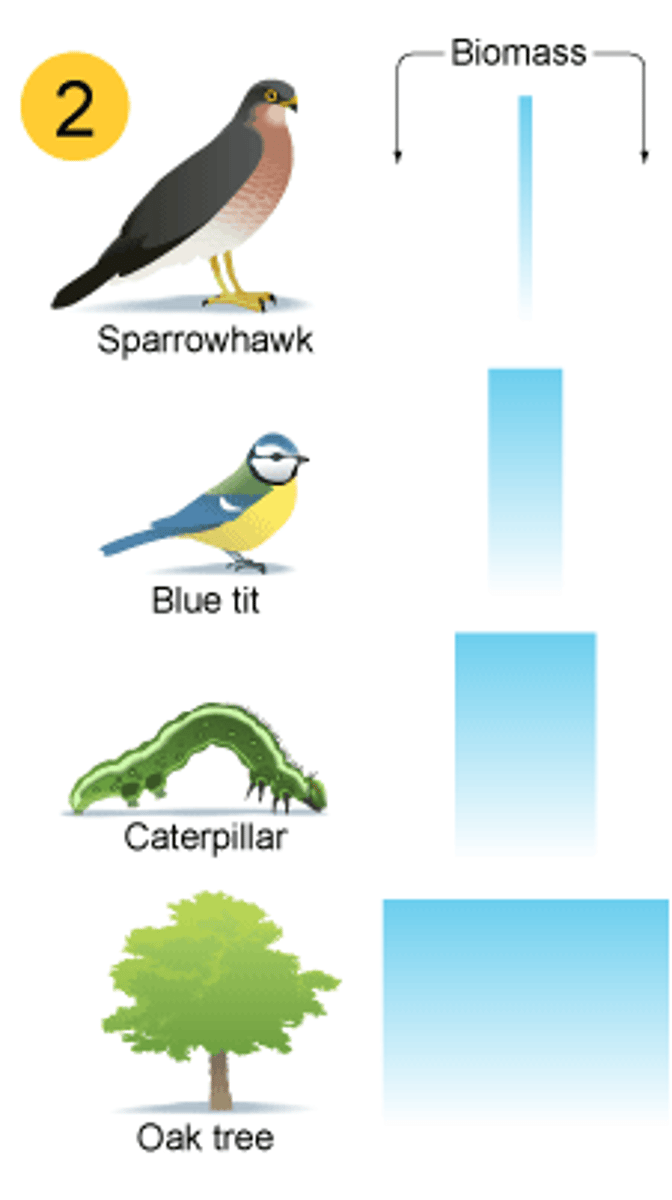 <p>Diagram representing the biomass in each trophic level of an ecosystem</p>
