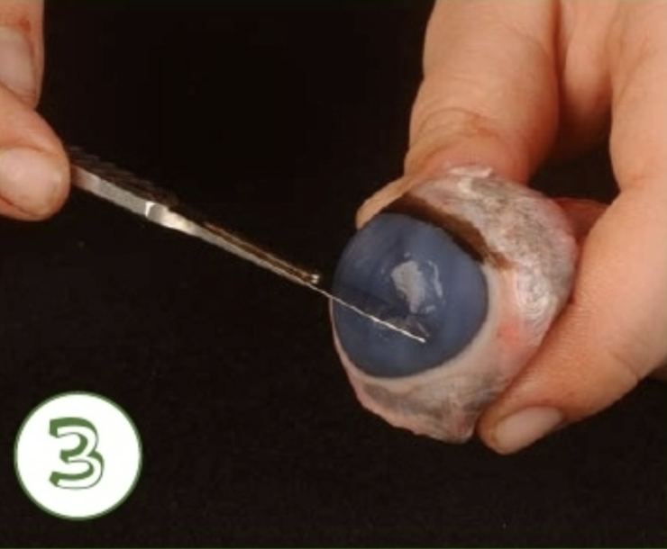 <p>what is being cut into</p>