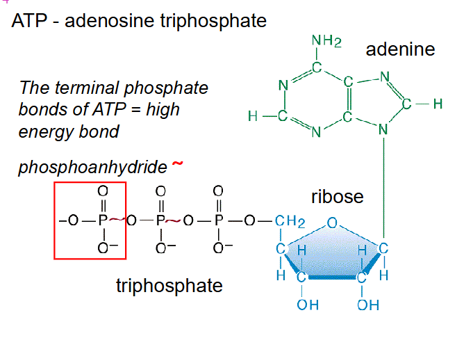 <p>ATP - adenosine triphosphate</p>
