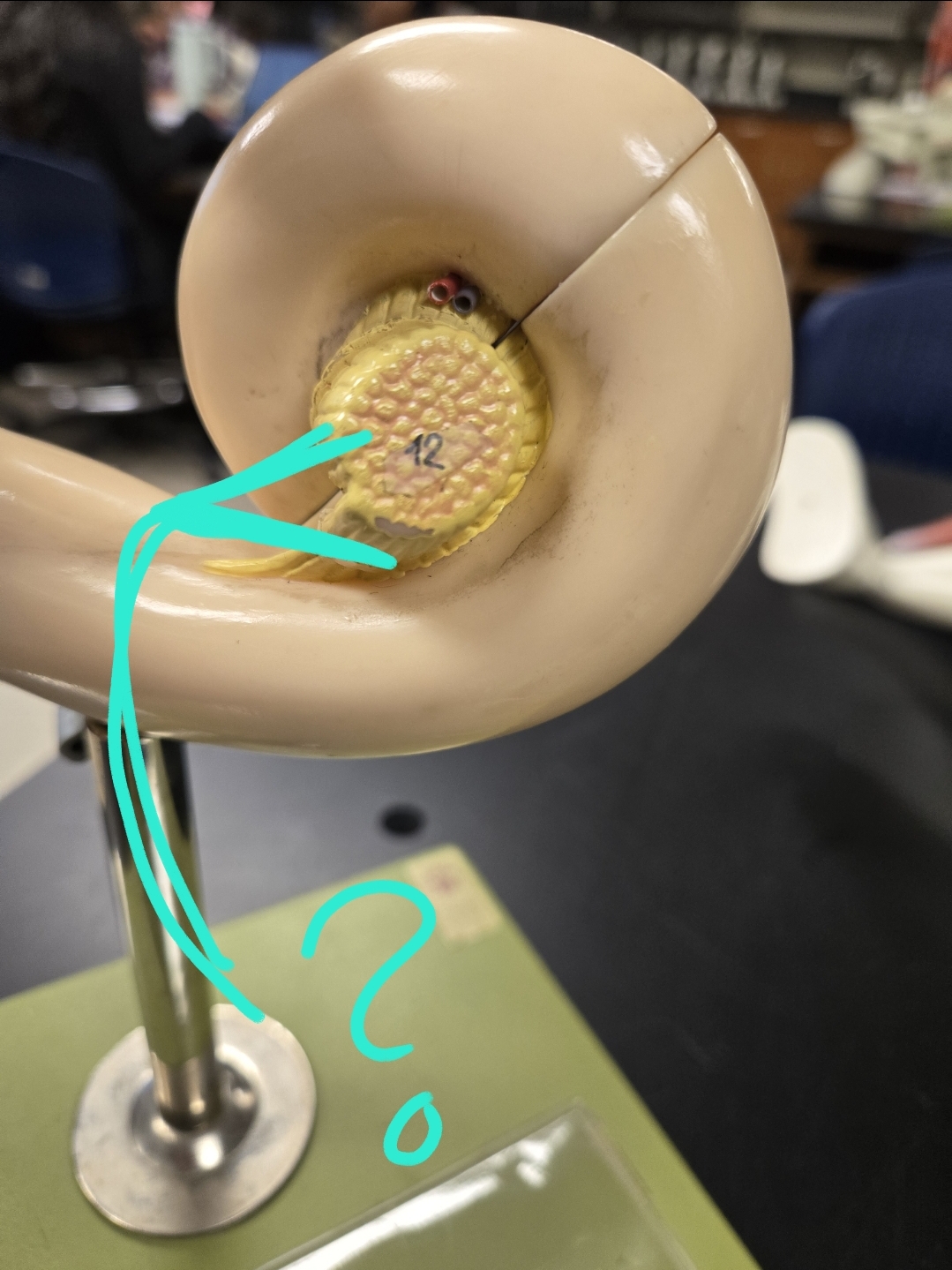 <p>Inner ear </p>