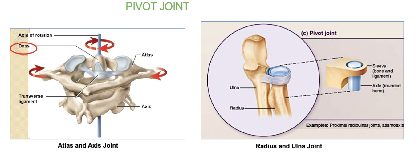 <ul><li><p><span style="color: rgb(255, 255, 255)">the <strong>atlantoaxial joint.</strong></span></p><p><strong><em>( </em></strong><em>where the </em><strong><em>C1 vertebra (atlas)</em></strong><em> and </em><strong><em>C2 vertebra (axis)</em></strong><em> meet. <u>This joint lets your head </u></em><strong><em><u>rotate side-to-side )</u></em></strong><br><br><span style="color: rgb(255, 255, 255)">- the <strong>Radius &amp; Ulna .</strong></span></p><p><em>( The </em><strong><em>radius</em></strong><em> (forearm bone) rotates around the </em><strong><em>ulna</em></strong><em> (another forearm bone ) <u>allowing your wrist and forearm to </u></em><strong><em><u>rotate </u>)</em></strong></p></li></ul><p></p>