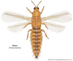 <p>thrips</p>