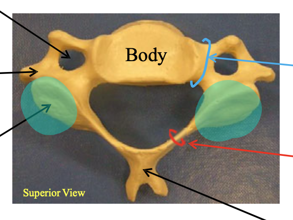 <p>Name the highlighted structure.</p>