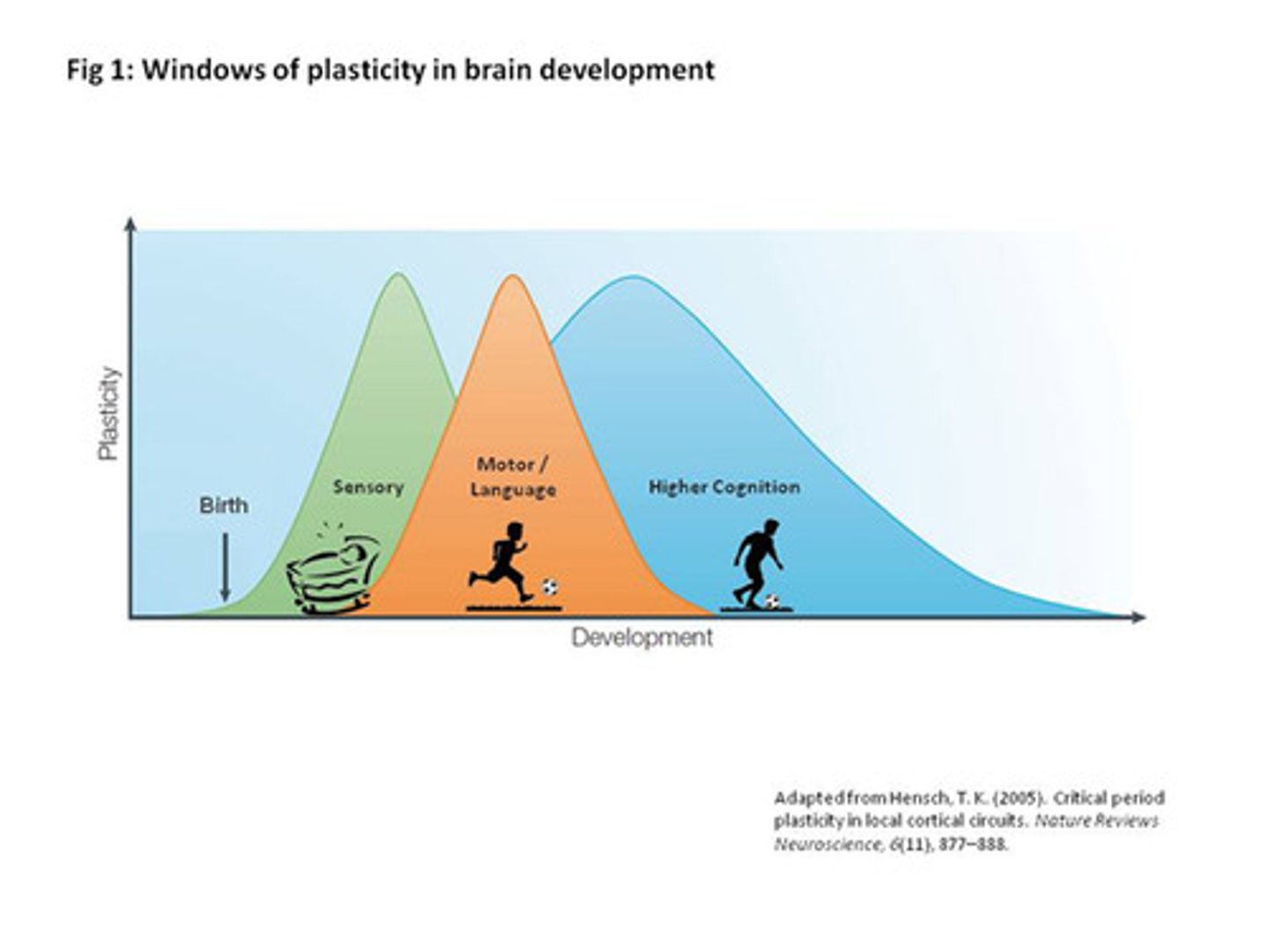 <p>an optimal period shortly after birth when an organism's exposure to certain stimuli or experiences produces proper development.</p>