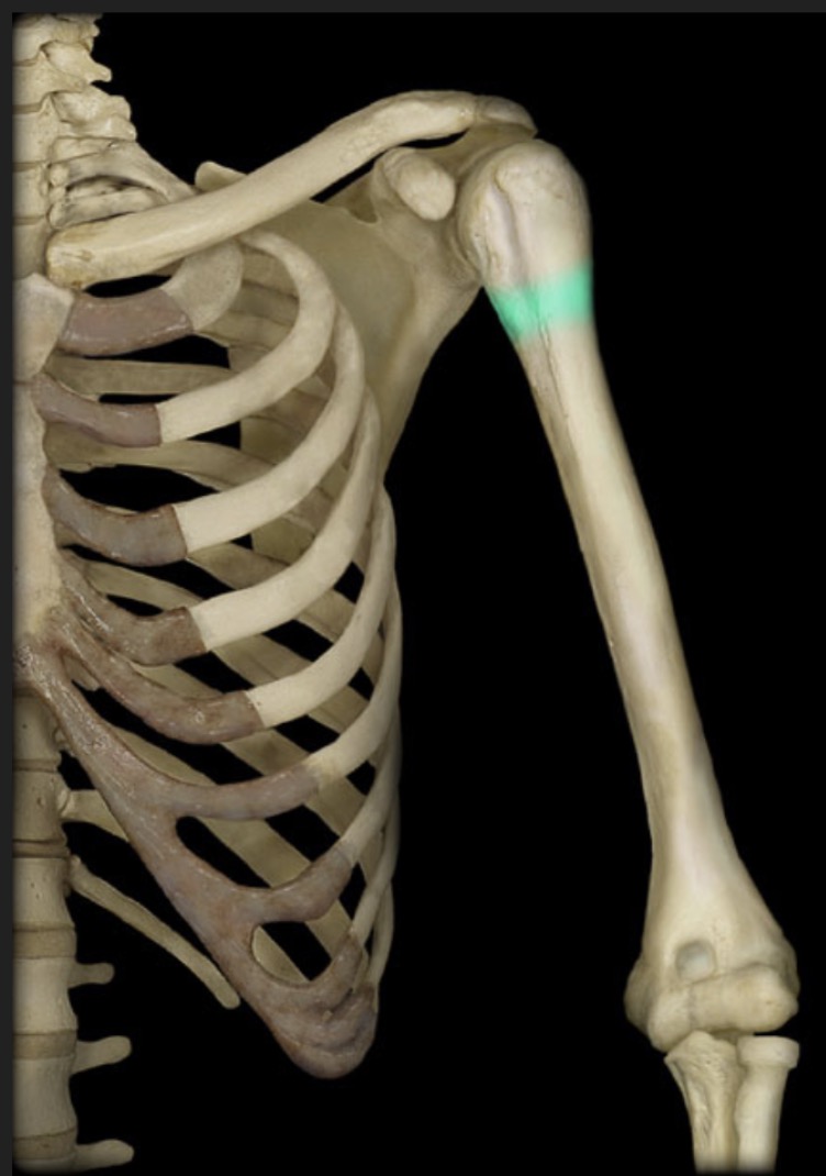 <p><span style="font-family: Arial, sans-serif; color: rgb(45, 59, 69)">tapering region of the humeral shaft inferior to the anatomical neck</span></p>