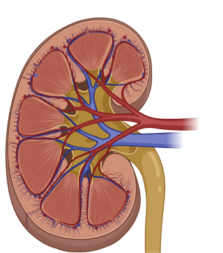 <p>Label the kidney (7 labels)</p>