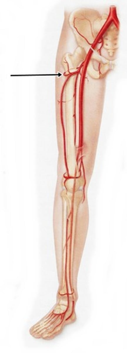 <p>-branch of the femoral artery</p><p>-passes laterally across joint capsule to supply muscles on the lateral thigh</p>
