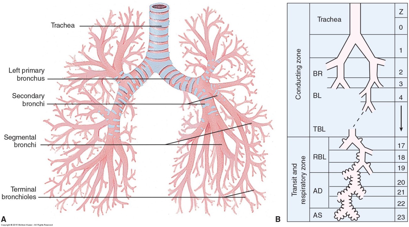 <ul><li><p>Primary bronchi, secondary bronchi, segmental bronchi, terminal bronchioles, alveoli, pleurae </p></li></ul><p></p>