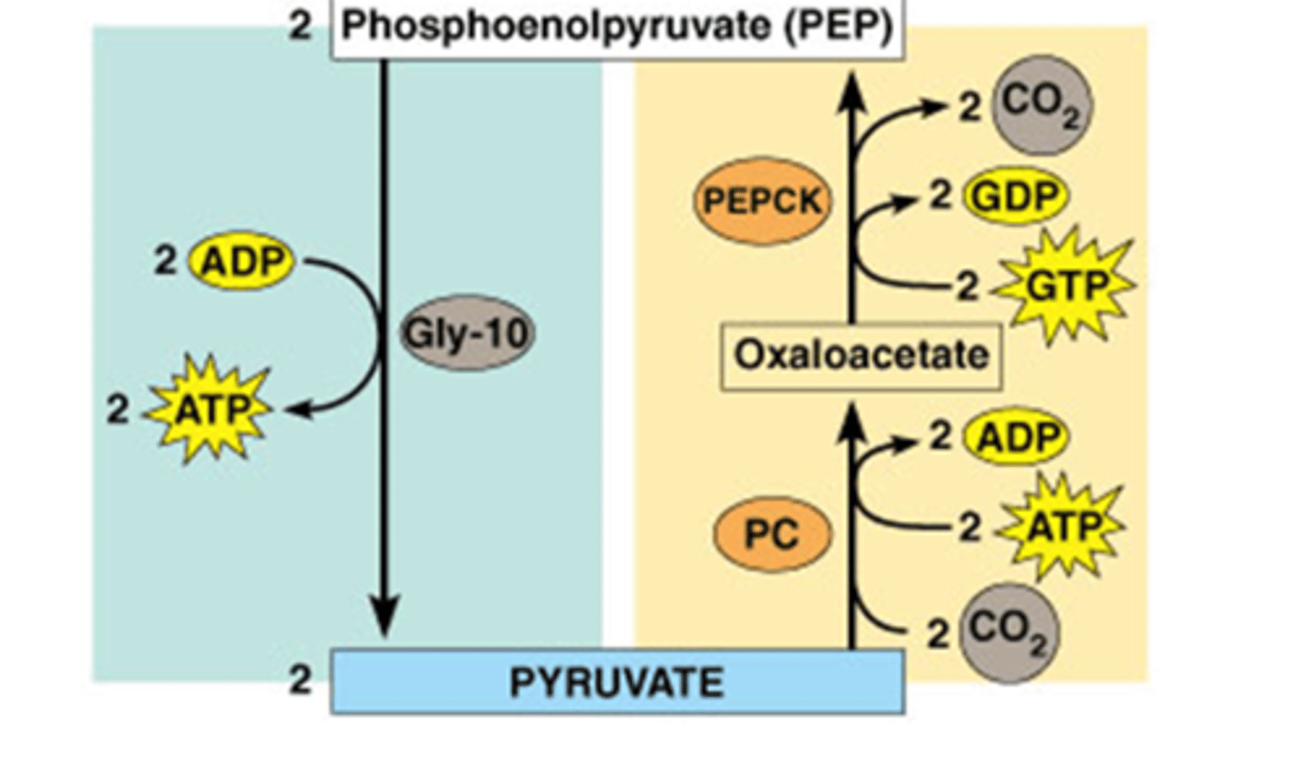 <p>2 stappen nodig om stap 10 van de glycolyse om te keren</p><p>1) Carboxylatie (consumptie van ATP) </p><p>2) Decarboxylatie + fosforylatie (fosfaat donor = GTP)</p><p>-gebeurt in cytoplasma</p><p>-decarboxylatie drijft een reactie die anders sterk endergonisch zou zijn (zie ook CAC).</p><p>verbruik van 4 energierijke bindingen!</p>