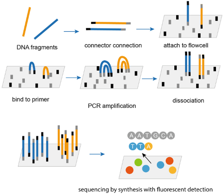 <p>DNA fragments → connector connection to flowcell → bind to primer (Bridge) → PCR amplification → dissociation of bridging → sequencing by fluorescence&nbsp;</p>