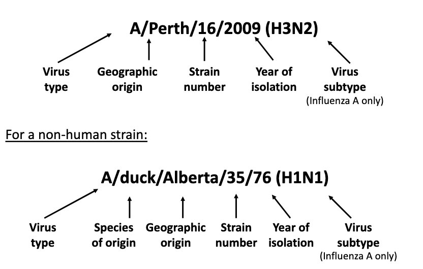 * the antigenic virus type (A, B, or C)
* the species of origin, only indicated if not a human strain
* the geographic site where it was first located
* the strain number
* the year of isolation
* the HA and NA virus subtype, in parentheses

  \
