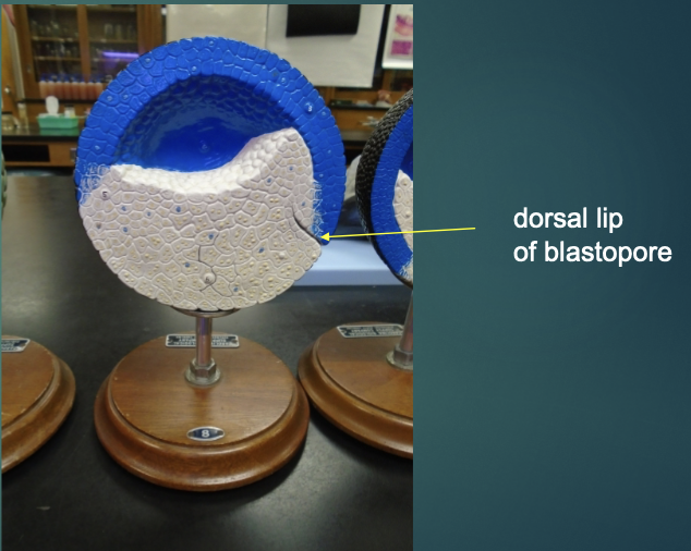 <p>explain the state of the embryo in terms of the blastula process (according to this model).</p>