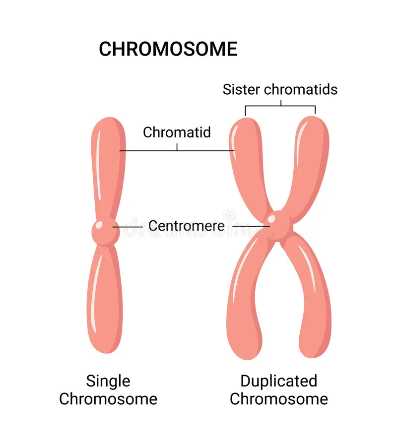<p>One of the two identical halves of a chromosome that has been replicated in preparation for cell division.</p>