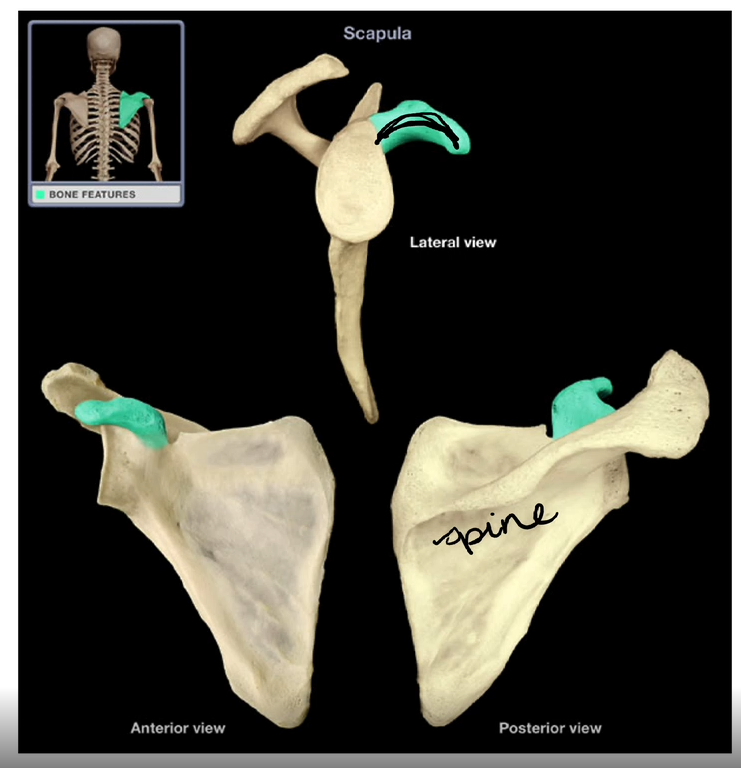 <p>Coracoid Process</p>