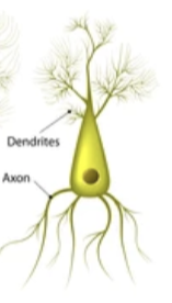what are the cells found in the cerebral cortex of brain and have pyramid shaped cell bodies?