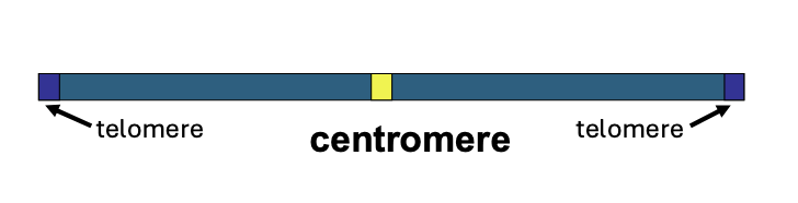 <ul><li><p>Repeat units are ≈14 to 100 bp in length</p></li><li><p>20-50 tandem repeat units</p></li><li><p>Arrays of 1 to 5 kbp in length</p></li><li><p>Often in centromeres and telomeres</p></li></ul><p></p>