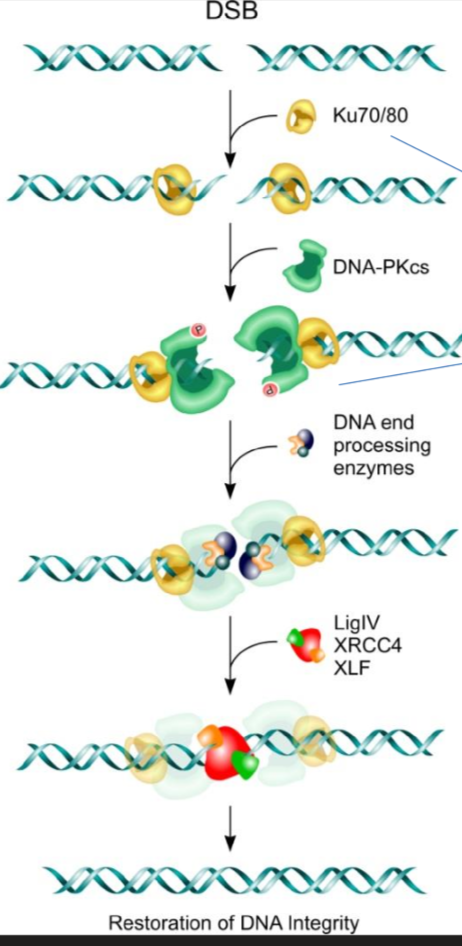<p>Ku 70/80 recruit XRCC4 and XLF to form bridge and hold the ends of the DNA together</p><p></p><p>XRCC4 then recruits ligase IV to seal the nucleotides together</p>