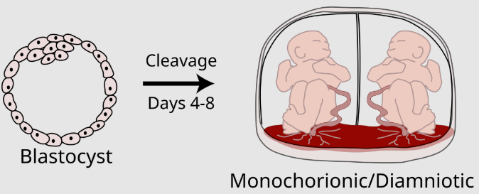 <p>each have their own amnion, but share the same chorion</p>