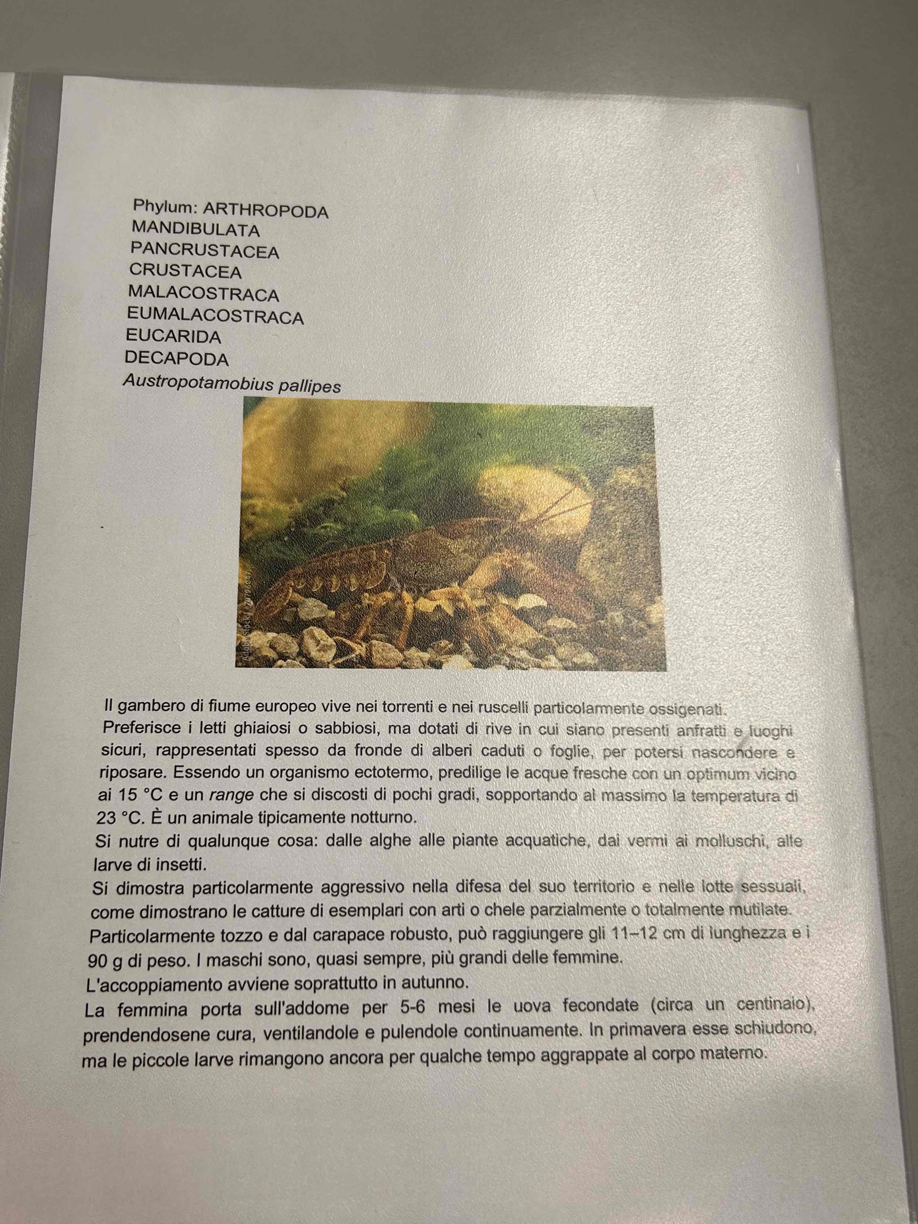 <p>Crostacei</p><p>Malacostraca</p><p>Eumalacostraca</p><p>Decapoda</p><p>Macrura</p><p>Austropotamobius pallipes</p>