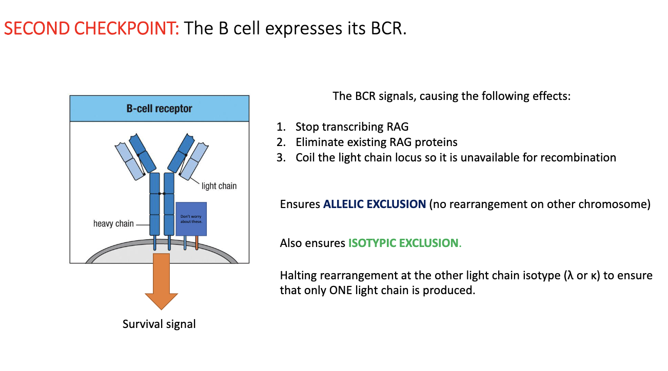<ul><li><p>Cell now has a <strong>complete BCR</strong> (heavy + light chain).</p></li><li><p>BCR signaling triggers:</p><ul><li><p><strong>Stop RAG transcription</strong></p></li><li><p><strong>Destroy RAG proteins</strong></p></li><li><p><strong>Coil both light-chain loci</strong> to block further rearrangement</p></li></ul></li><li><p>Ensures <strong>allelic exclusion</strong> (only one allele used) and <strong>isotypic exclusion</strong> (only κ <strong>or</strong> λ, not both).</p></li><li><p>Result: each B cell expresses <strong>one unique BCR</strong>.</p></li></ul><p></p>