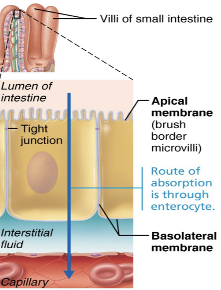 <p><strong>Process of moving substances from lumen of gut into body</strong></p><ol><li><p><span style="color: blue;"><strong>Tight junctions</strong></span> ensure molecules must pass through <span style="color: purple;"><strong>epithelial cell</strong></span> rather than between them&nbsp;</p></li><li><p><strong><mark data-color="blue" style="background-color: blue; color: inherit;">Lipid molecules</mark></strong> can be absorbed <span style="color: rgb(0, 0, 0);"><strong>passively</strong></span> through membrane, but <strong><mark data-color="red" style="background-color: red; color: inherit;">polar molecules</mark></strong> are absorbed by <strong>active transport</strong>&nbsp;</p></li><li><p><span style="color: red;"><strong>Most nutrients are absorbed before chyme reaches ileum&nbsp;</strong></span></p></li></ol><p> </p>