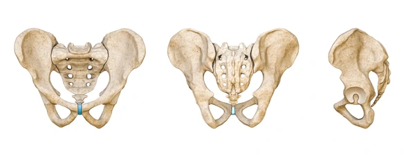 <p>What are the 3 sections of the pelvis and what bones are found in there + what other structures can be found (anteriror side) </p>