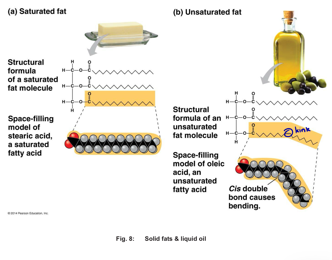 <ul><li><p>made from saturated fatty acids —> saturated fat </p></li></ul><p>most animal fats e.g. butter, are saturated and are <u>solid at room temperature</u> (H/C packed) </p><ul><li><p>unsaturated fats </p></li></ul><p>e.g. fats of plants and fishes, cooking oil, fish liver oil </p><p>consist of one or more types of unsaturated fa, <u>usually liquid at room temp</u>, referred to as oils </p><p></p>