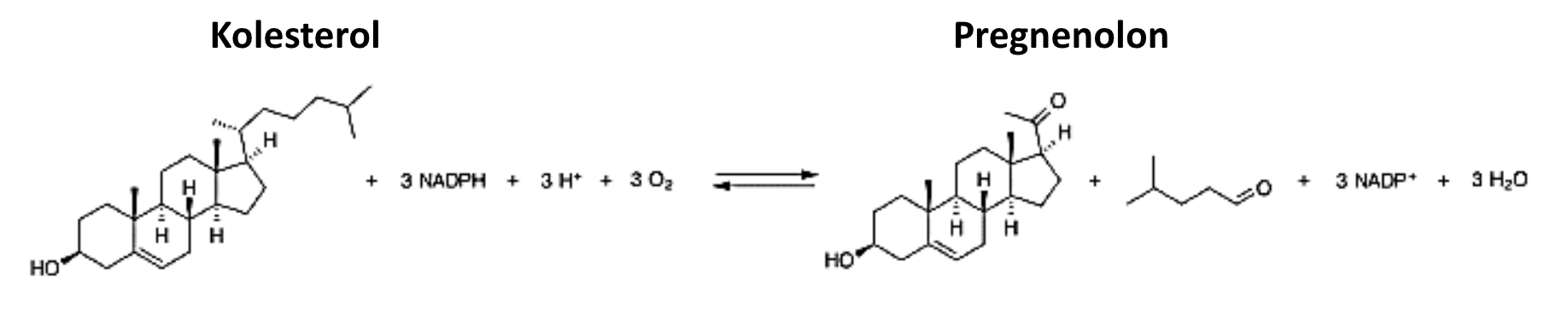 <p><strong>CYP11A1</strong>. Det bildas <strong>pregnenolon</strong>.</p>