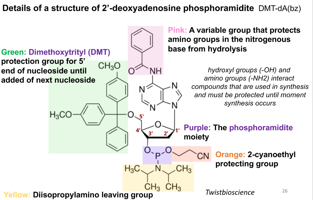 <p>variable group that protects amino groups in the nitrogenous base from hydrolysis</p>