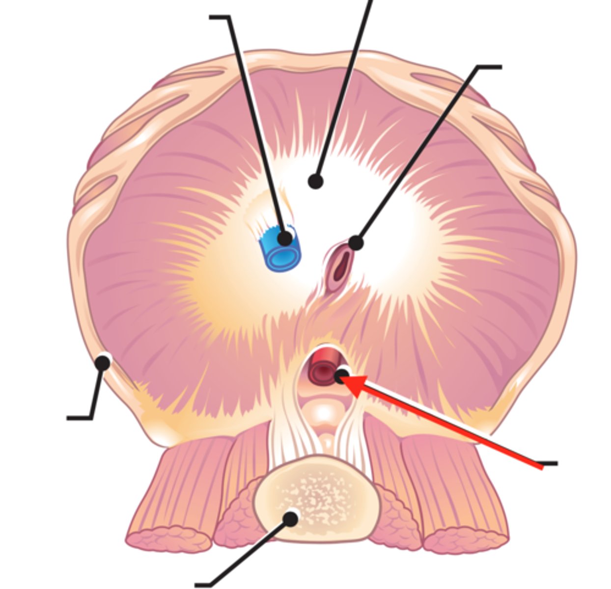 <p>opening in diaphragm for the aorta to pass from the heart to the abdomen</p>