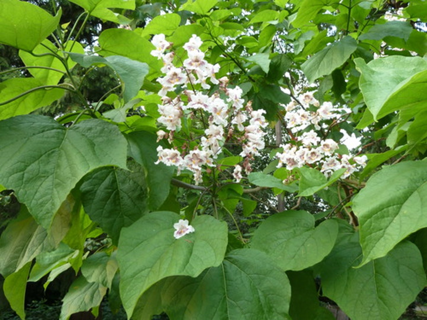 <p>southern catalpa</p><p>Family: Bignoniaceae</p><p>- not really common enough to worry about</p>