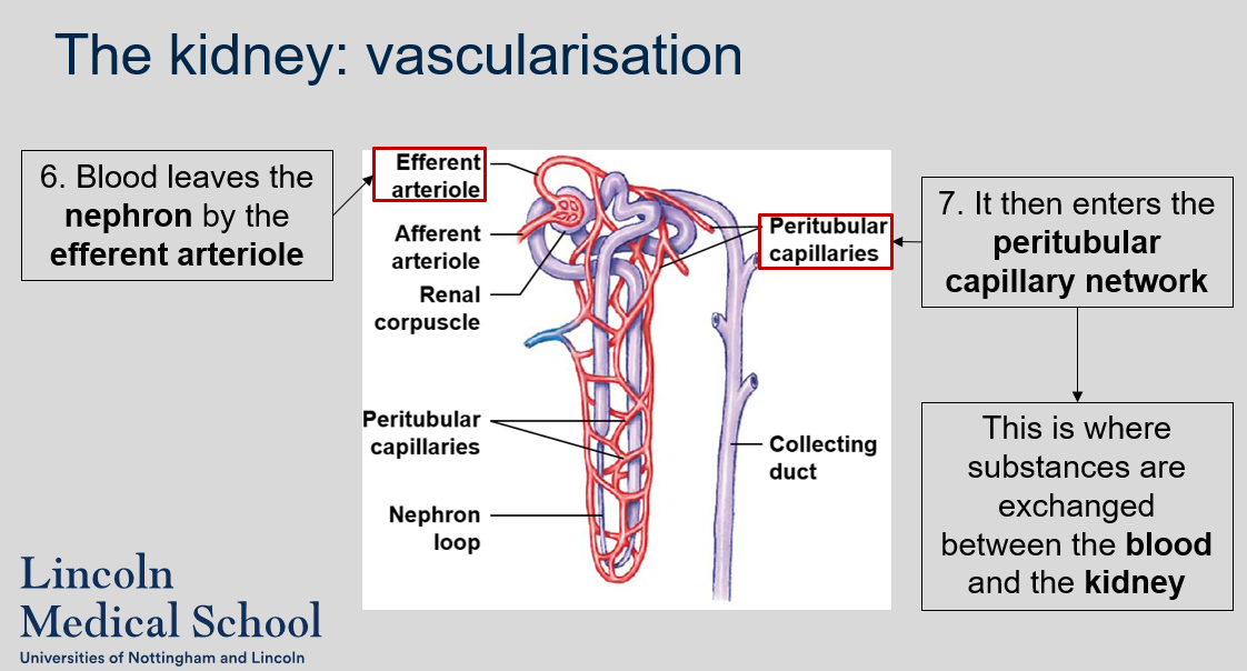 At the peritubular capillary network, substances are exchanged between the blood and the kidney. 