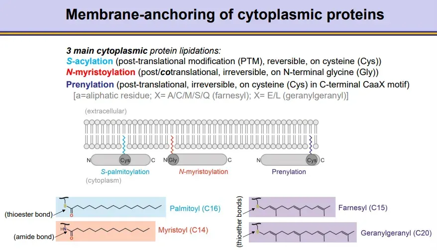 <ul><li><p><strong>S-acylation</strong>- post-translational, <strong>reversible </strong>modification on <strong>cysteine </strong>residue by a <strong>thioester </strong>bond</p></li><li><p><strong>N-myristoylation</strong>- post-translational or <strong>co</strong>-translational (during translation), <strong>irreversible </strong>modification of an <strong>N-terminal glycine </strong>residue (once methionine removed) by an <strong>amide </strong>bond</p></li><li><p><strong>prenylation</strong>- post-translational, <strong>irreversible </strong>modification of <strong>cysteine </strong>residue near the <strong>C-terminus</strong> by a <strong>thioether </strong>bond</p></li></ul><p></p>