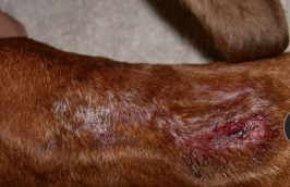 <p><span>Acral Lick Granuloma</span></p>