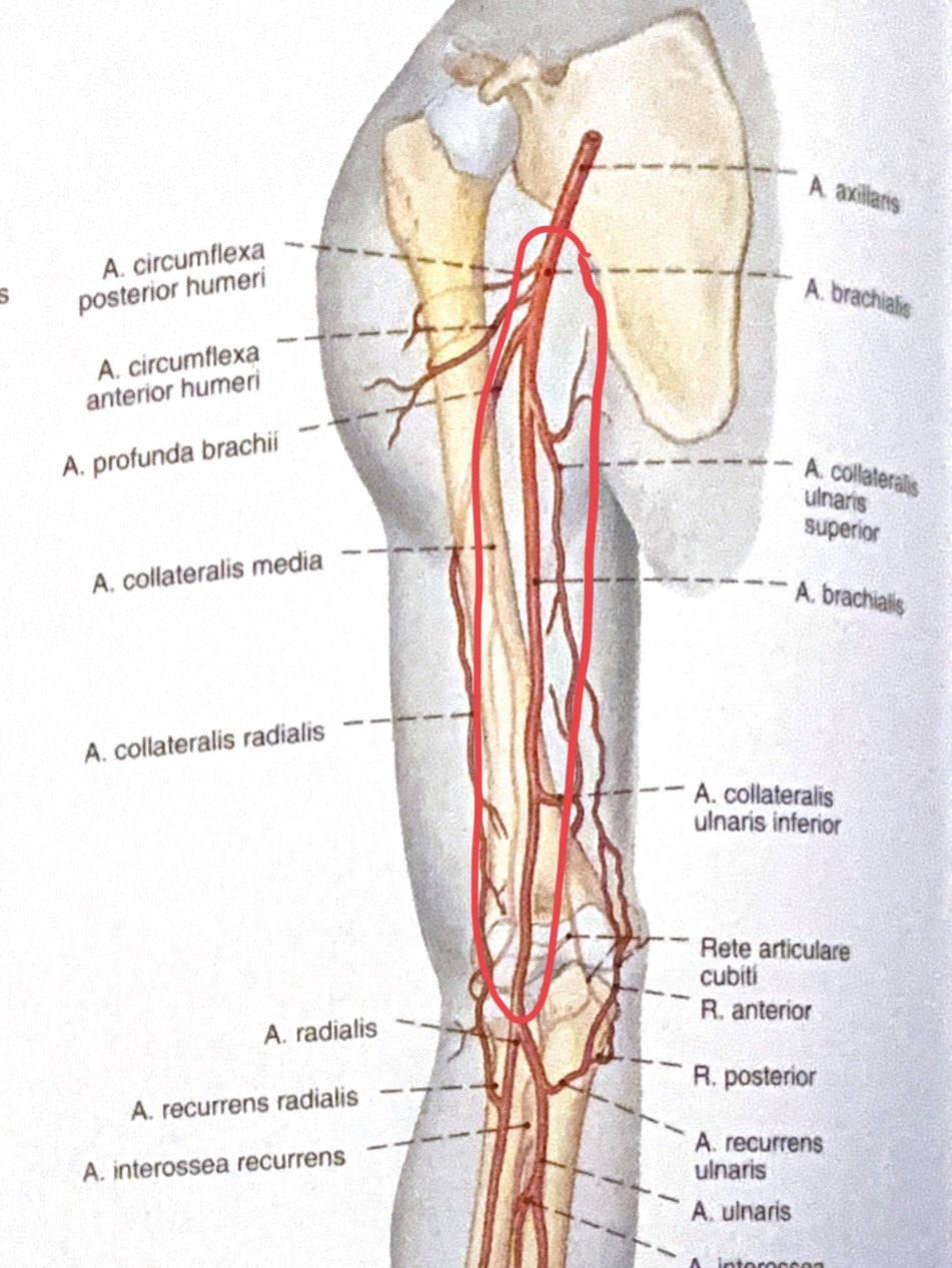 <p>a.brachialis</p>