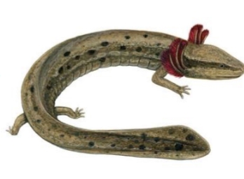 <p>Nectarus maculosus</p>
