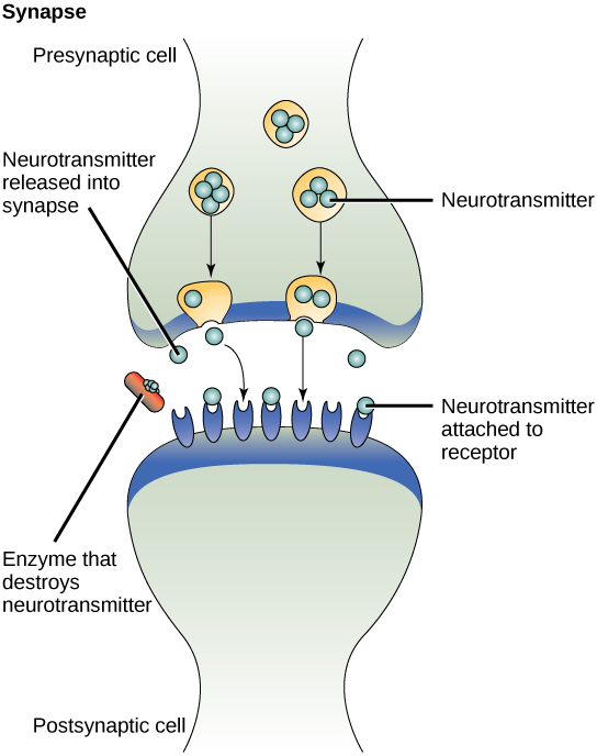 <p>secreted molecules trigger a response in nearby cells</p>